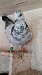 Postduiven,   opnieuw aangeboden., Dieren en Toebehoren, Meerdere dieren, Postduif