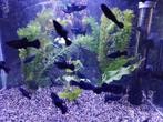 black molly, Vis, Zoetwatervis