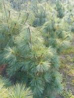 Pinus wallichiana - Himalayaden 100/125cm, Tuin en Terras, Ophalen, Bloeit niet, Halfschaduw, Overige soorten