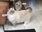 Ragdoll | Vader & zoon, Dieren en Toebehoren, Kater