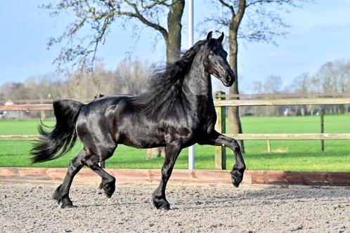 **Te koop: Topklasse Friese hengsten, ruinen en merries**, Dieren en Toebehoren, Paarden, Meerdere dieren, Met stamboom, Gechipt