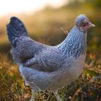 GEZOCHT: groenleggers, Dieren en Toebehoren, Pluimvee, Vrouwelijk, Kip
