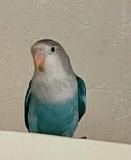 Prachtige Lieve Gezonde Hand Tamme Agapornis Dwergpapegaai, Dieren en Toebehoren, Vogels | Parkieten en Papegaaien, Meerdere dieren