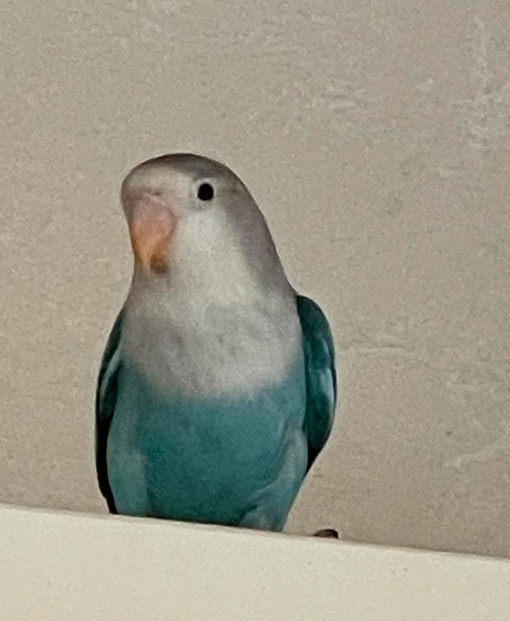 Prachtige Lieve Gezonde Hand Tamme Agapornis Dwergpapegaai, Dieren en Toebehoren, Vogels | Parkieten en Papegaaien, Dwergpapegaai of Agapornis