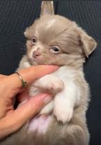 Prachtige Chihuahua-pup – Isabella met wit –, Dieren en Toebehoren, Rabiës (hondsdolheid), 15 weken tot 1 jaar, Reu, Eén hond