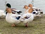gezocht gevraagd kwaker kwakers kwakertjes eend eendjes, Meerdere dieren, Eend