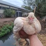 Witte bramha haan, Dieren en Toebehoren, Pluimvee, Mannelijk, Kip