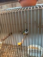 Gould amadine, Dieren en Toebehoren, Vogels | Overige Vogels, Mannelijk, Tropenvogel