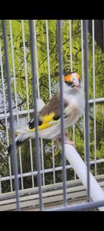 Mooi vogel ik dink man bont komt aut egelhed 2025, Mannelijk