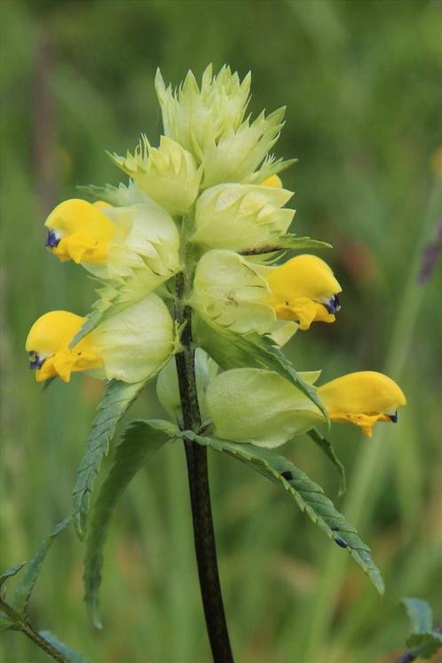 Grote ratelaar, inheemse plant, Tuin en Terras, Planten | Tuinplanten, Eenjarig, Groenteplanten, Volle zon, Zomer, Ophalen