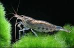 Mini japonicas 100 stuks €35 ACTIE, Dieren en Toebehoren, Vissen | Aquariumvissen, Vis