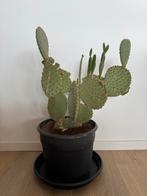 Cactus huisplant OPUNTIA MICRODASYS 'MALENA', Ophalen, Minder dan 100 cm, Volle zon, In pot