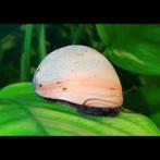 Neritina puligera White algenetende witte helmslak, Slak of Weekdier, Zoetwatervis