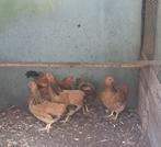 Div. ras kippen krielkippen hennen hoenders, zie advertentie, Meerdere dieren, Kip