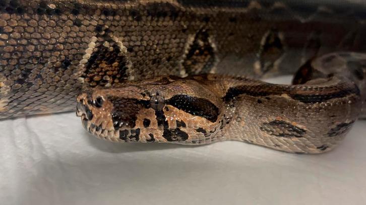 Boa Kweekvrouw uit 2018 RUILEN KAN