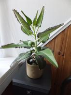 Kalanchoe daigremontiana/alligatorplant, Ophalen, Overige soorten, Minder dan 100 cm