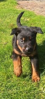 Rottweiler pups! (mogen het nestje verlaten), Dieren en Toebehoren, Honden | Beagles, Bassets en Lopende honden, Overige rassen