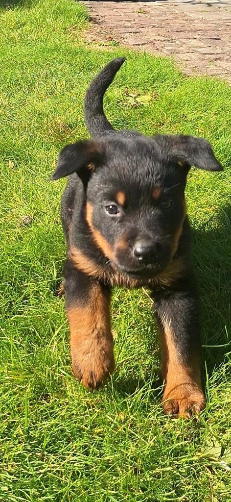Rottweiler pups! (mogen het nestje verlaten), Dieren en Toebehoren, Honden | Beagles, Bassets en Lopende honden, Meerdere dieren