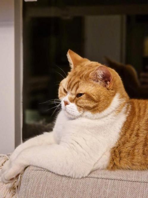 Brits korthaar, 4 jaar jong met stamboom, Dieren en Toebehoren, Katten en Kittens | Raskatten | Korthaar, Kater, Met stamboom