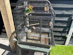 Agapornis koppel inclusief kooi, Dieren en Toebehoren, Vogels | Parkieten en Papegaaien, Meerdere dieren, Dwergpapegaai of Agapornis