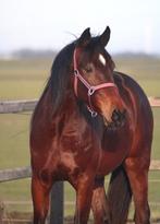 prachtige 3 jarige draver ruin, Minder dan 160 cm, Met stamboom, Ruin, 3 tot 6 jaar