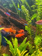 Platy’s, Dieren en Toebehoren, Vis, Zoetwatervis, Schoolvis