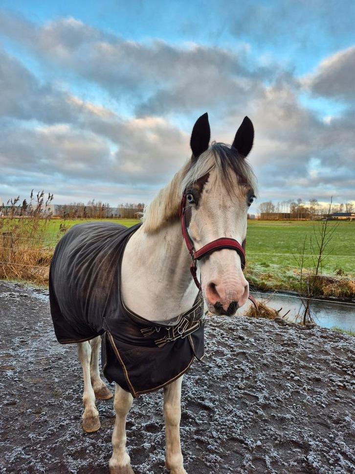 Verzorg/lease pony aangeboden, Diensten en Vakmensen, Dieren | Paarden | Verzorging, Oppas en Les
