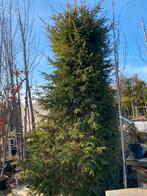 Taxus pyramide 300 x100x100 cm inclusief boombak, Ophalen of Verzenden, Bloeit niet, Overige soorten