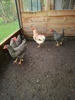 Te koop amrock hennen groot, Dieren en Toebehoren, Pluimvee, Vrouwelijk, Kip