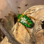 Complete set Stephanorrhina guttata kever larven, Dieren en Toebehoren