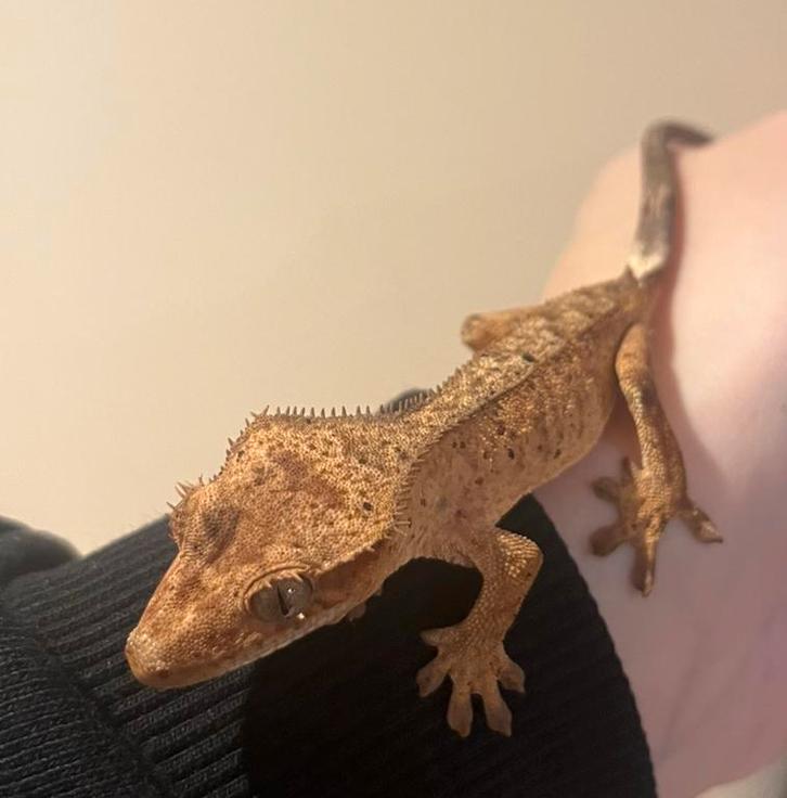 Wimpergekko baby unsexed dalmatian