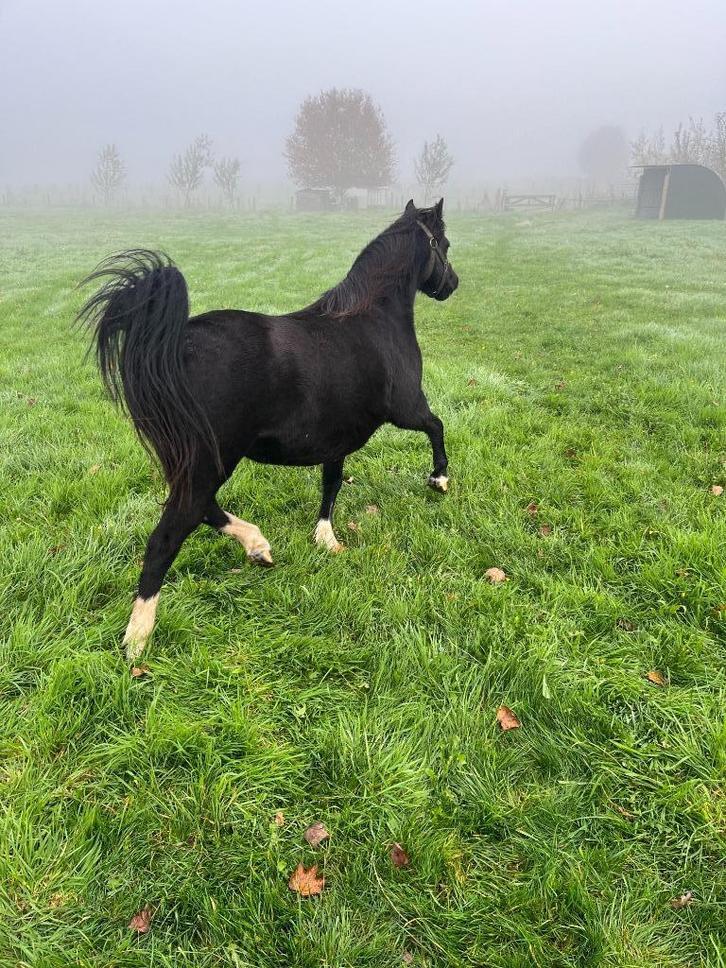 Zwarte Welsh A merrie VERKOCHT, Dieren en Toebehoren, Pony's, Merrie, Niet van toepassing, A pony (tot 1.17m), Recreatiepony, 11 jaar of ouder