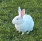 Witte nieuw zeelander, Dieren en Toebehoren, Konijnen, Mannelijk, Groot, 0 tot 2 jaar