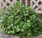 Grote Swedish Ivy (Plectranthus verticillatus), Huis en Inrichting, Kamerplanten, Ophalen