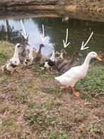 Jonge loopeenden/flesseneend, Dieren en Toebehoren, Pluimvee, Meerdere dieren, Eend