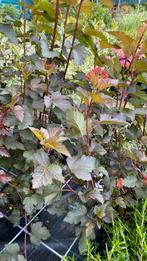 Verschillende soorten physocarpus, Ophalen, Zomer, Overige soorten, Volle zon