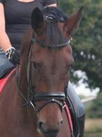 Dyon Luxe rondgenaaid hoofdstel – Full – inclusief teugels, Dieren en Toebehoren, Paarden en Pony's | Hoofdstellen en Tuigage