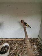 Mooie bloem putter., Dieren en Toebehoren, Vogels | Overige Vogels, Mannelijk, Wildzangvogel, Geringd