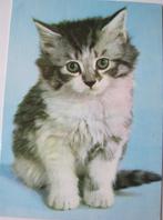 poes - poesje op blauwe achtergrond - 1980, Verzamelen, Verzenden, 1980 tot heden, Gelopen, Hond of Kat