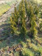 Thuja smaragd.,, Ophalen, Conifeer