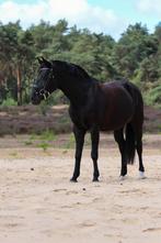 Lease pony aangeboden en privélessen, Diensten en Vakmensen