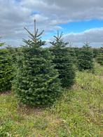 Easyfix en nordman kerstbomen, Tuin en Terras, Overige soorten, Minder dan 100 cm, Zomer, Ophalen