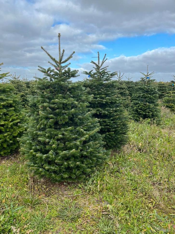 Easyfix en nordman kerstbomen, Tuin en Terras, Planten | Bomen, Overige soorten, Minder dan 100 cm, Volle zon, Zomer, Ophalen