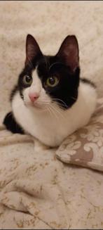 Zeer lieve aanhankelijke poes 2 jr. ingeent/chip/gesterilis., Dieren en Toebehoren, Katten en Kittens | Overige Katten, Poes, Kortharig