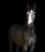 Te koop 4-jarig springpaard, Dieren en Toebehoren, Paarden, Merrie, Springpaard, Gechipt, 3 tot 6 jaar