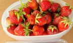 Aardbeienplantjes, Ophalen, Vaste plant, Fruitplanten, Volle zon