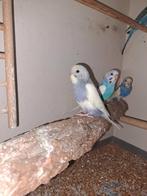 Jonge grasparkieten om handtam te maken, Dieren en Toebehoren, Vogels | Parkieten en Papegaaien, Meerdere dieren, Parkiet