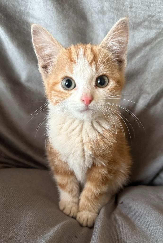 8 weken oude kittens, Dieren en Toebehoren, Katten en Kittens | Overige Katten, Kortharig, Meerdere dieren, 0 tot 2 jaar