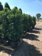 Laurier haag Portugese laurier haag haagplanten glansmispel, Ophalen, Laurier, 100 tot 250 cm