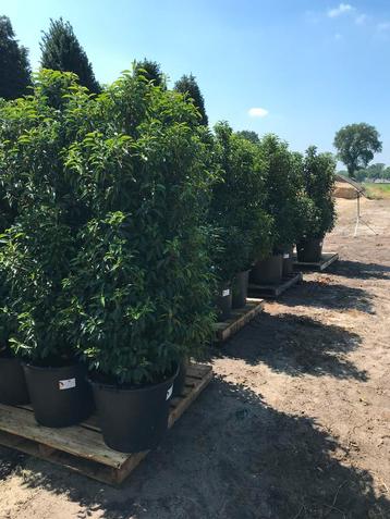 Laurier haag Portugese laurier haag haagplanten glansmispel beschikbaar voor biedingen